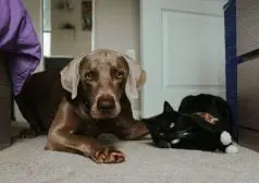 כלב וחתול שוכבים על שטיח