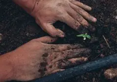 זוג ידיים מהדקות את האדמה סביב צמח