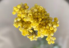 פרחים צהובים קטנים מטריה צמרירית